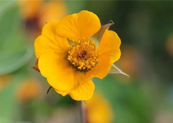Geum x heldreichii 'Georgenberg'
