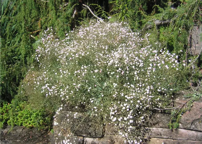 Gypsophila repens 'Rosenschleier'