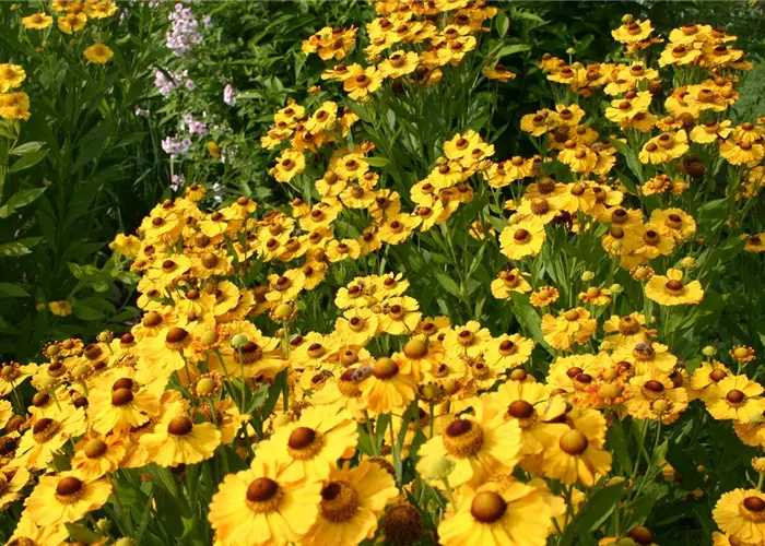 Helenium x cult. 'Goldrausch'