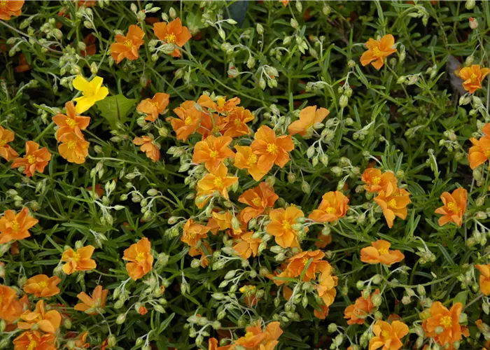 Helianthemum x cult. 'Bronzeteppich'