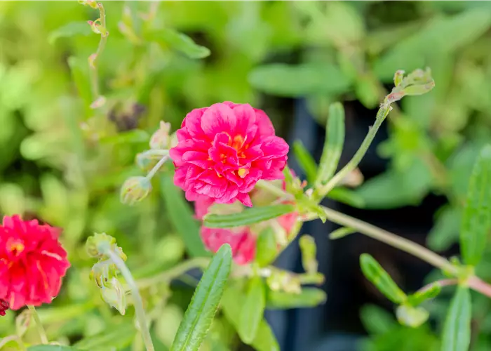 Helianthemum x cult. 'Cerise Queen'