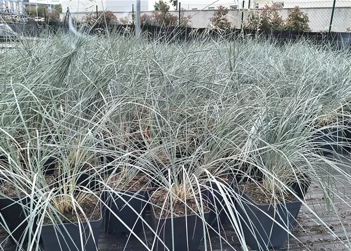 Helictotrichon sempervirens 'Saphirsprudel'