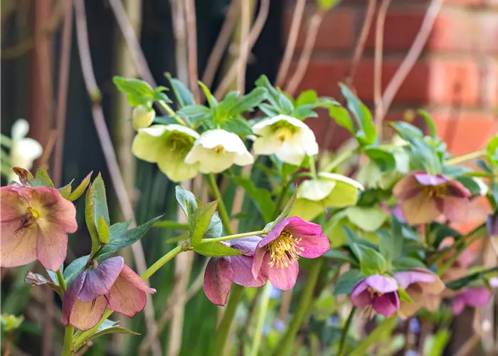 Helleborus x orientalis