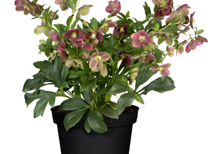Helleborus x orientalis 'Pretty Ellen Red'