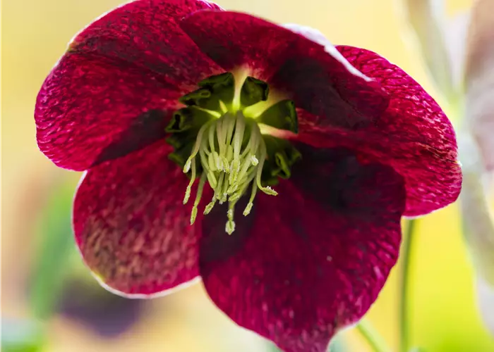 Helleborus x orientalis 'Pretty Ellen Red'