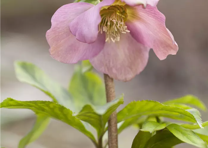 Helleborus x orientalis 'Pretty Ellen Pink'