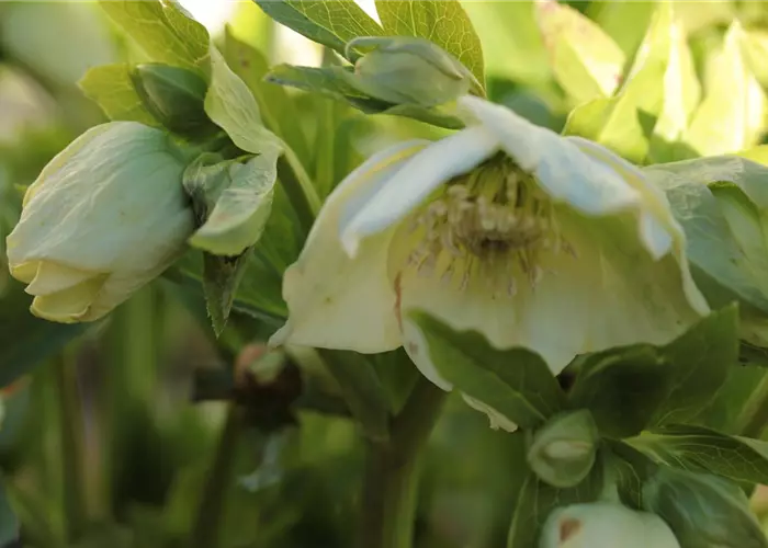 Helleborus x orientalis 'Pretty Ellen White'