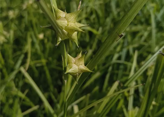 Carex grayi