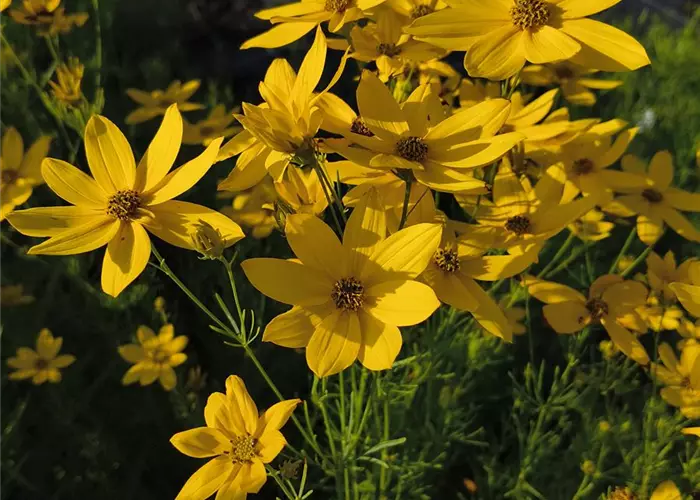 Coreopsis verticillata 'Grandiflora'