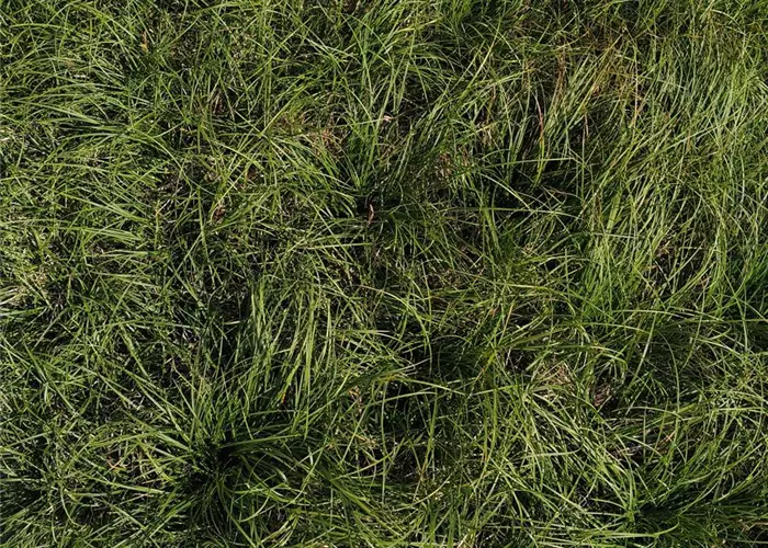 Carex caryophyllea 'The Beatles'