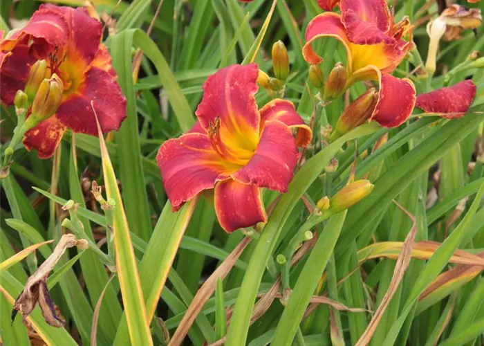 Hemerocallis x cult. 'Amadeus'