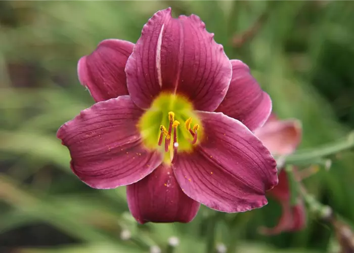 Hemerocallis x cult. 'Barbary Corsair'