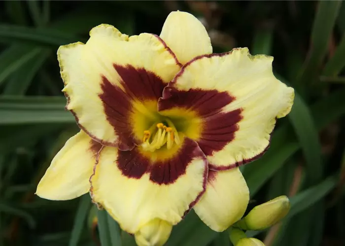 Hemerocallis x cult.'El Desperado'