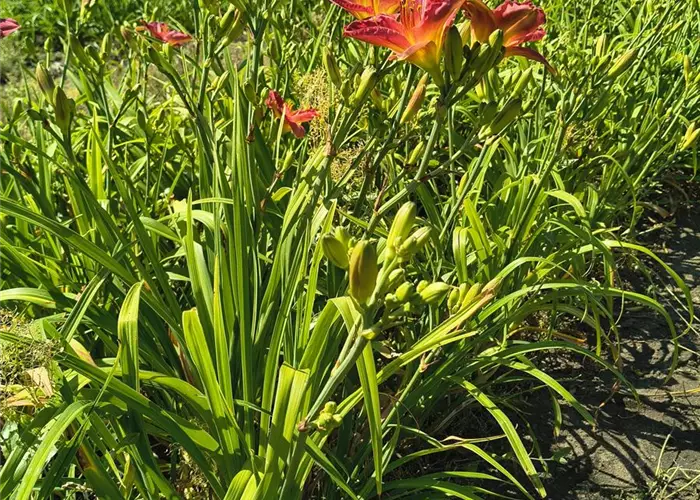 Hemerocallis x cult.'Kokeshi'