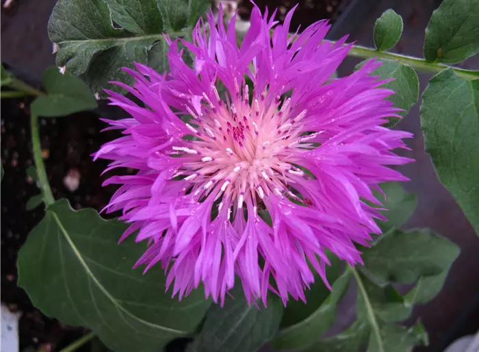 Weißfilzige Flockenblume