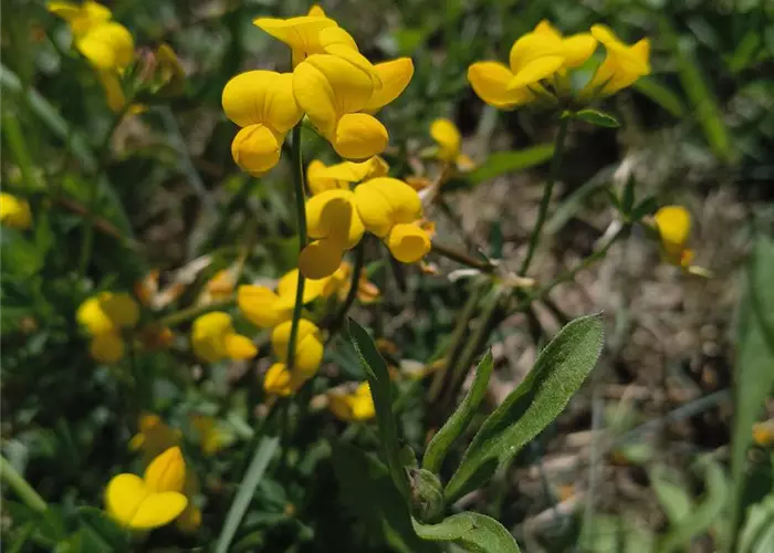Lotus corniculatus