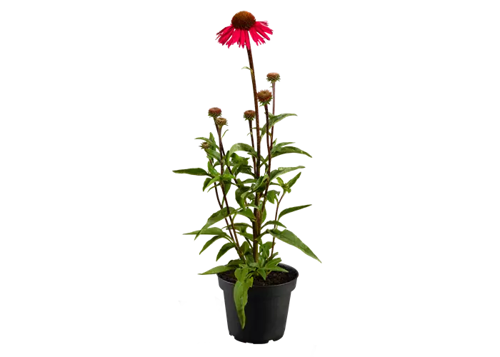 Echinacea purpurea 'Sensation Pink' -R-