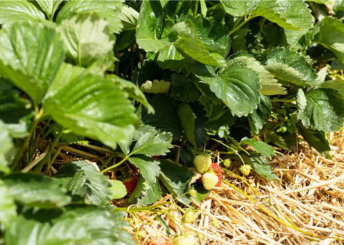 Fragaria x ananassa 'Verdi -R-