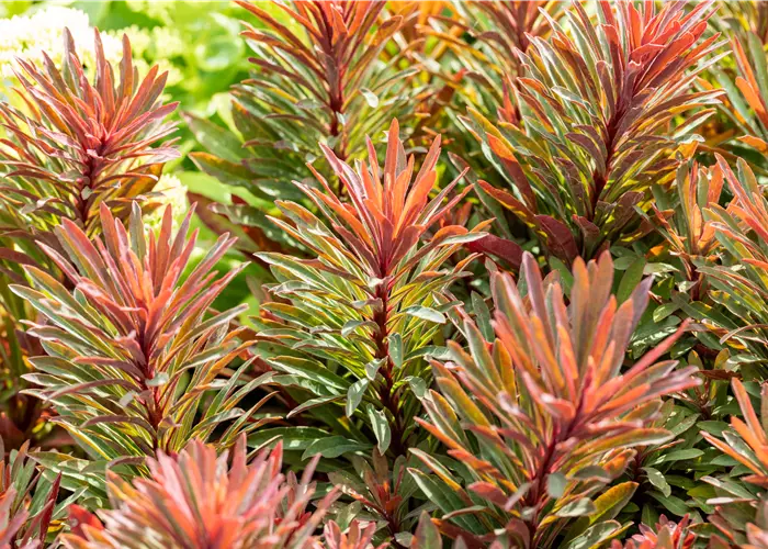 Euphorbia amygdaloides 'Miners Merlot'