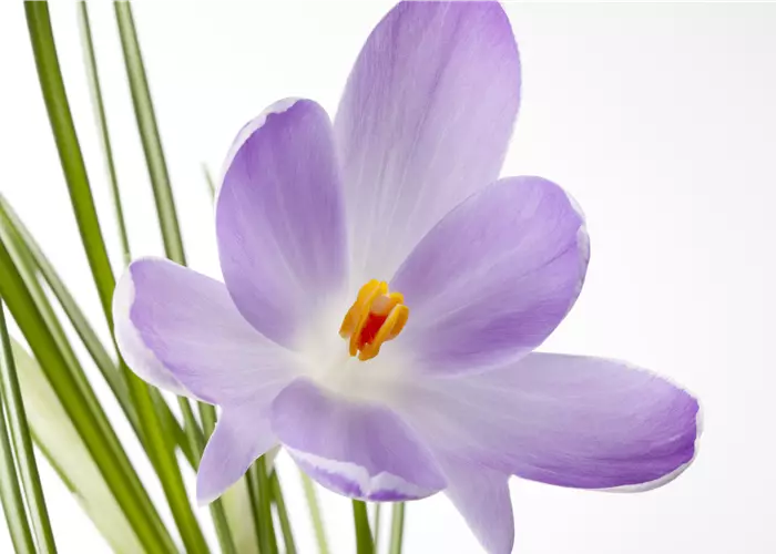 Crocus sativus