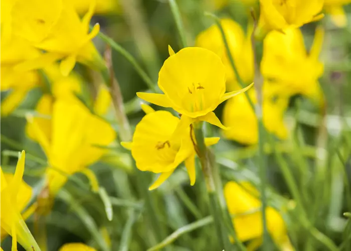 Narcissus bulbocodium 'Golden Bells'