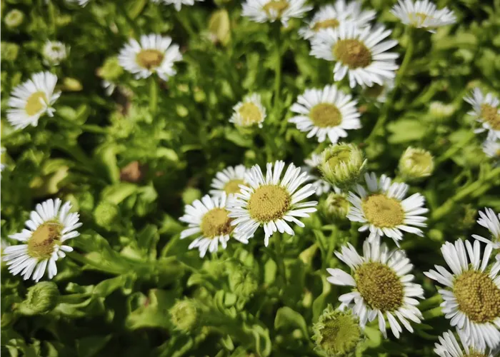 Erigeron glaucus 'Beachboy White'