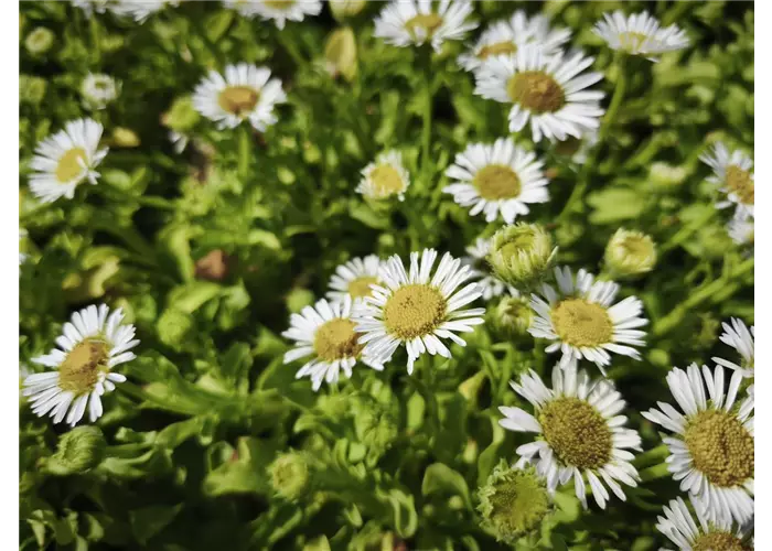 Erigeron glaucus 'Beachboy White'