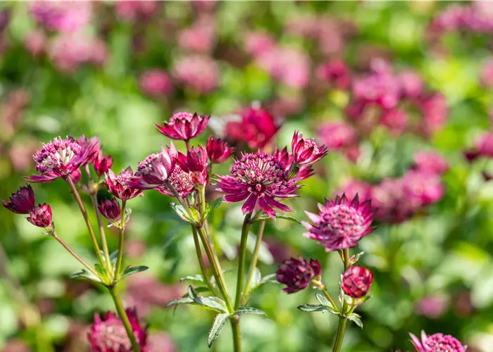 Astrantia major 'Purple Happiness' -R-