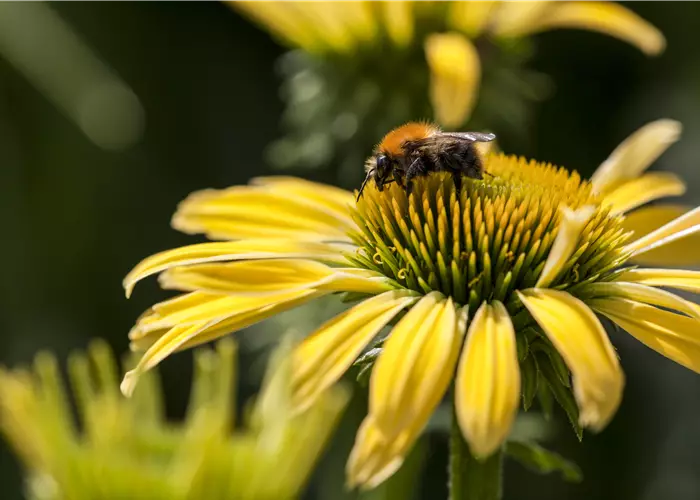 Echinacea purpurea 'Funky Yellow' -R-