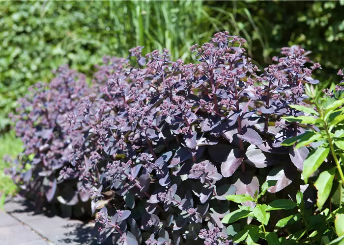 Sedum Mojave Jewels 'Sapphire'