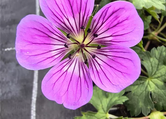 Geranium x wallichianum 'Dolly's Pink' -R-