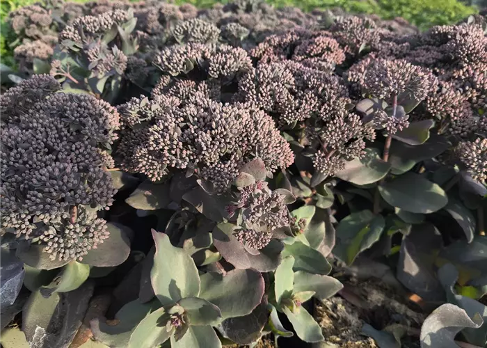 Sedum 'Mojave Jewels ® Sapphire'