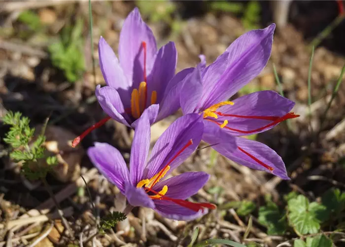 Crocus sativus