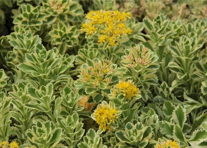Sedum takesimense 'Atlantis' -R-