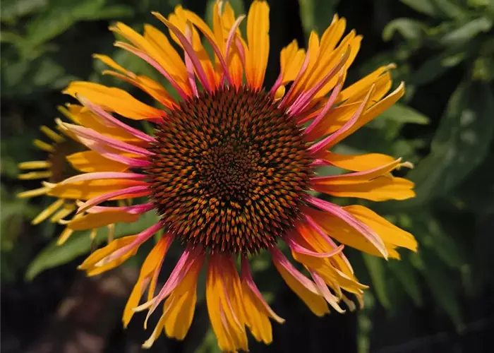 Echinacea purpurea 'Funky Yellow' -R-