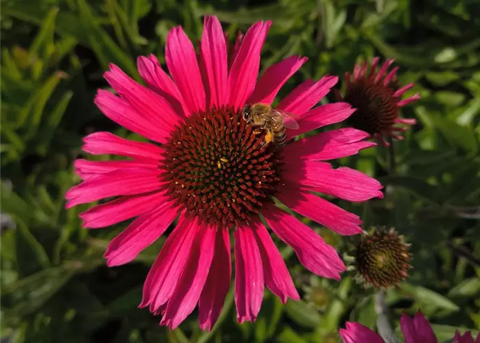 Echinacea purpurea 'Sensation Pink' -R-
