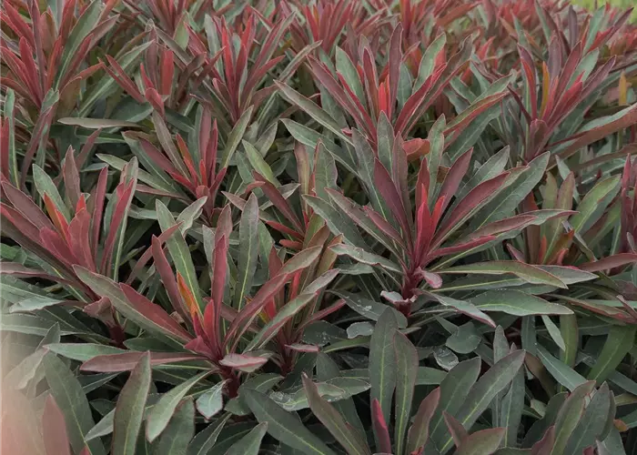 Euphorbia amygdaloides 'Miners Merlot'