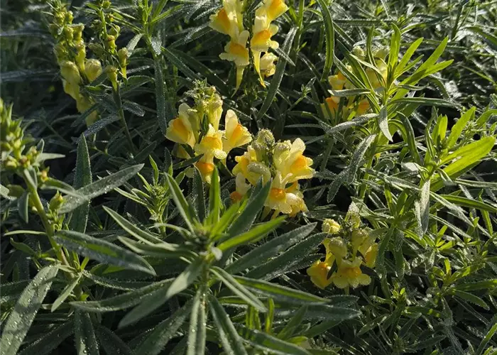 Linaria vulgaris
