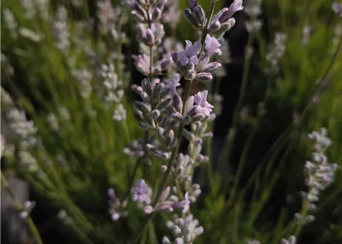 Lavandula angustifolia 'Rosea' #