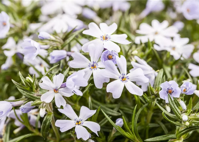 Phlox subulata 'White Delight'
