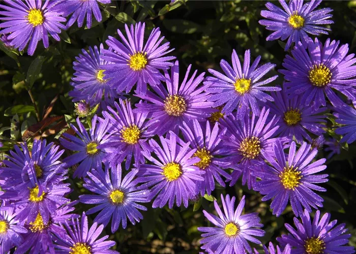 Aster amellus 'Blue King'