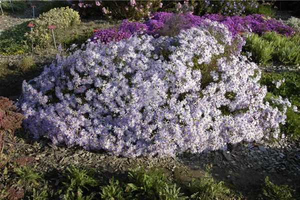 Garten-Pyrenäen-Aster 'Lutetia'