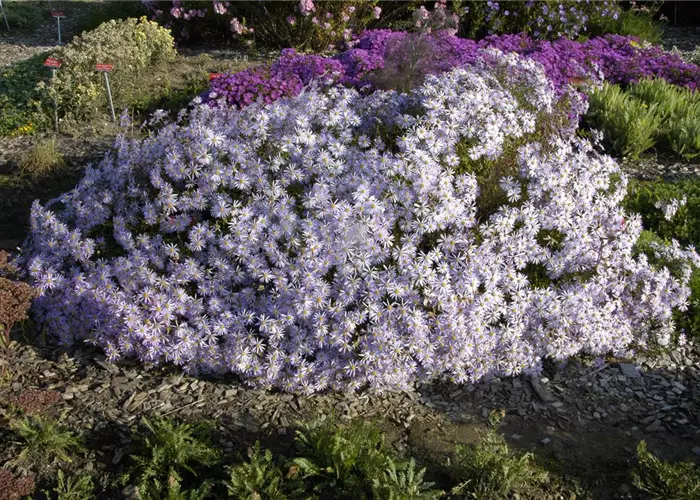Aster pyrenaeus 'Lutetia'
