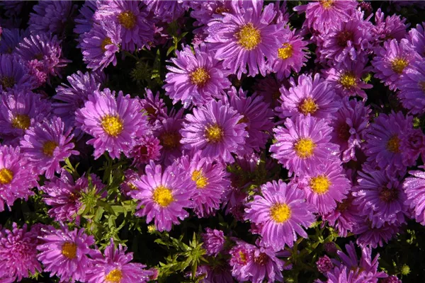 Tiefkarminrosa; Kissen-Aster