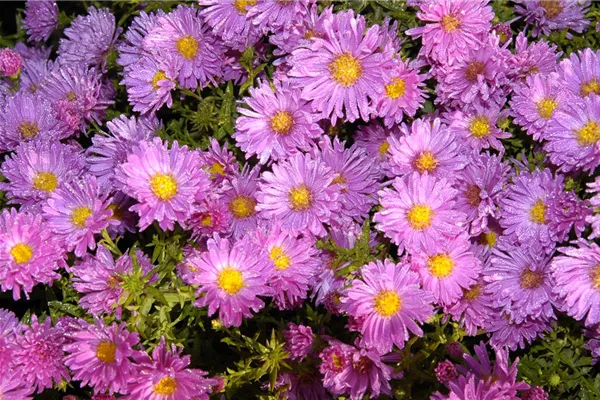 Garten-Aster