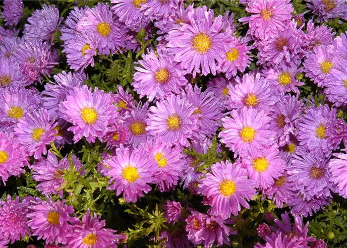Aster oblongifolia 'Raydons Favorite'