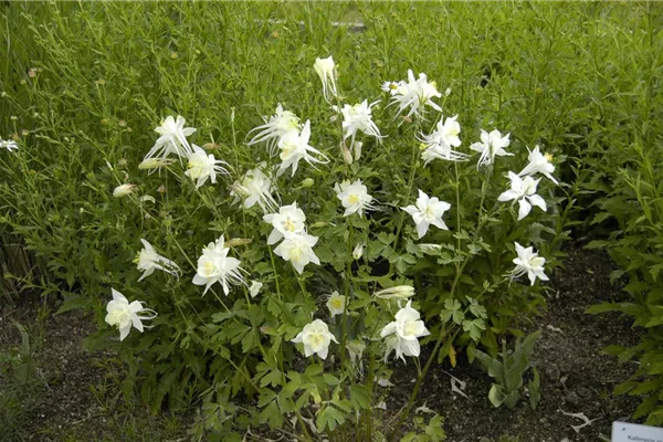 Langspornige Garten-Akelei 'Kristall'