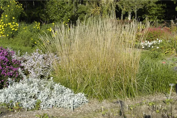 Garten-Reitgras 'Waldenbuch'