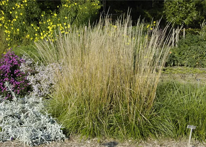 Calamagrostis x acutiflora 'Waldenbuch'