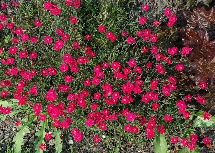Dianthus gratianop.'Rubin'